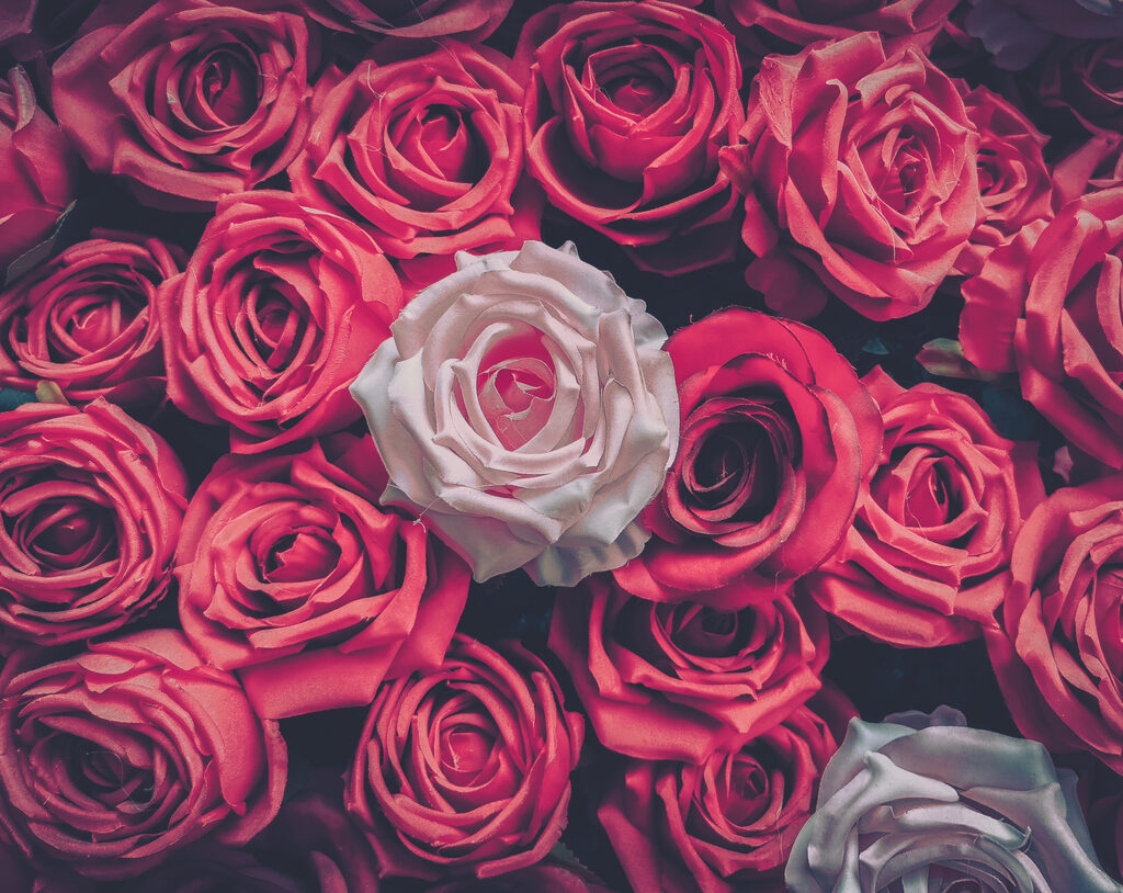 rose sex toys