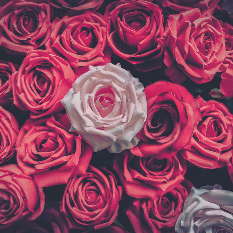 rose sex toys
