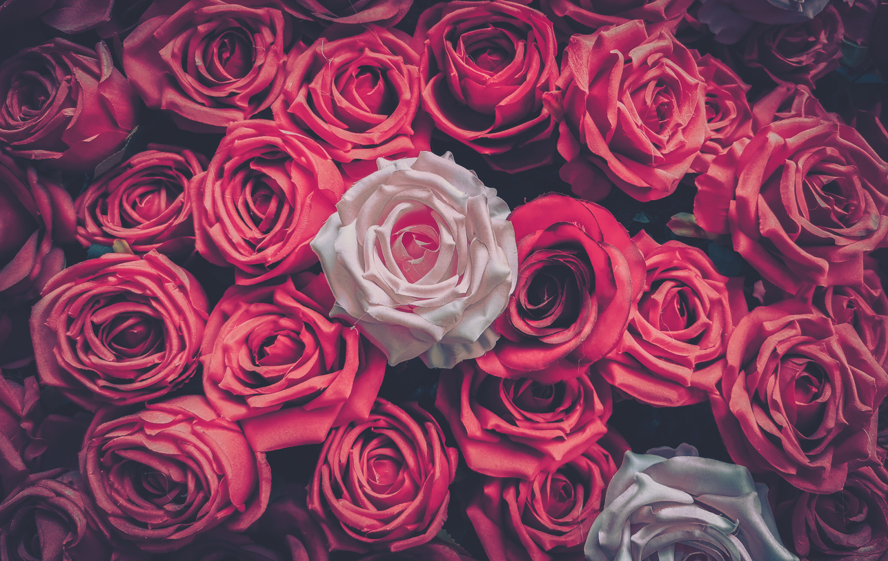 rose sex toys
